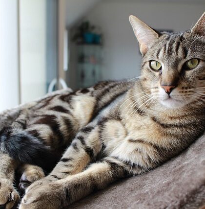 Sådan får du mest muligt ud af dit kattetræ - tips og tricks