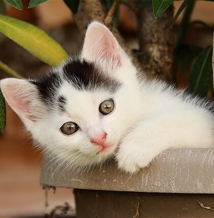 Funktionel og Stilfuld: Sådan Vælger Du en Urtepotteskjuler, Der Passer til Din Livsstil