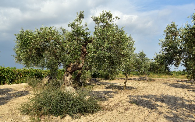 Forskellige sorter af oliventræer og deres egenskaber