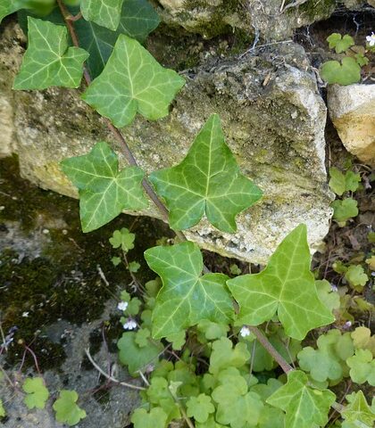 Efeu: Fra giftig plante til smukke dekorationer