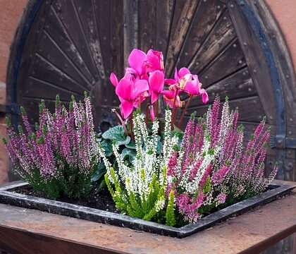 Hvordan du kan bruge plantekasser til at dyrke grøntsager på balkonen