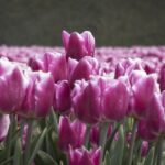 Tulipanløg til buketter: De bedste sorter til at skabe smukke blomster