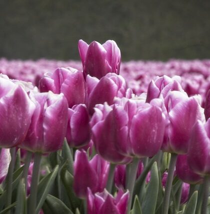 Tulipanløg til buketter: De bedste sorter til at skabe smukke blomster