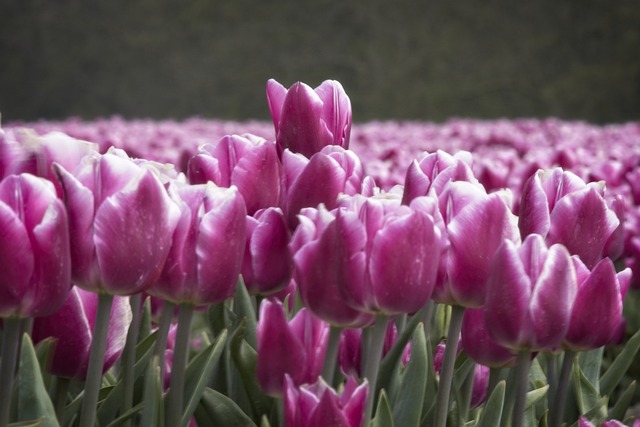 Tulipanløg til buketter: De bedste sorter til at skabe smukke blomster
