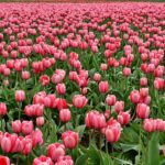 Tulipantræets sundhedsmæssige fordele: Hvordan det kan forbedre dit velvære
