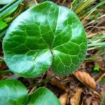 Opdag de utrolige helbredende egenskaber af hasselurt: En overset mirakelplante