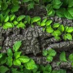 Test: De bedste grolys på markedet til hjemmets planter