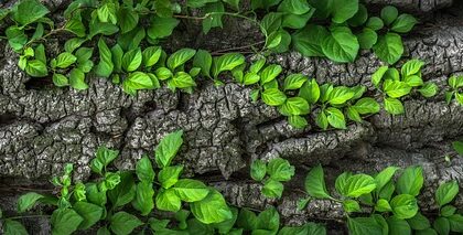 Test: De bedste grolys på markedet til hjemmets planter