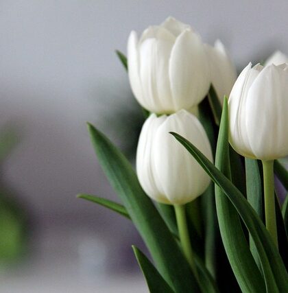 Doomoo's forårsblomster: Hvordan de kan hjælpe med at forbedre dit humør og dit helbred