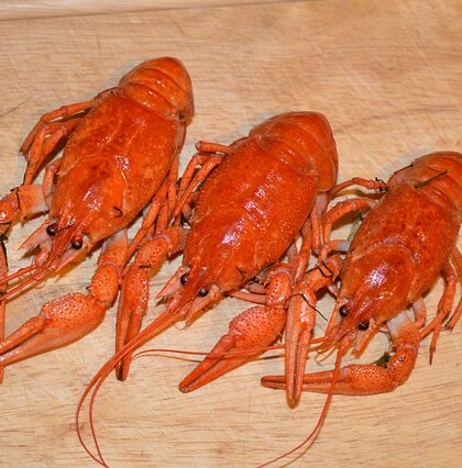 Hvordan rygskjold kan redde livet på skiløjperne