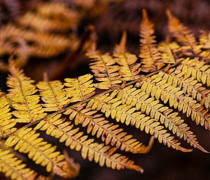 Sådan dyrker du bregner i din egen have