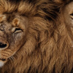 Sådan fungerer løveføddernes puder: En dybdegående analyse af deres funktion